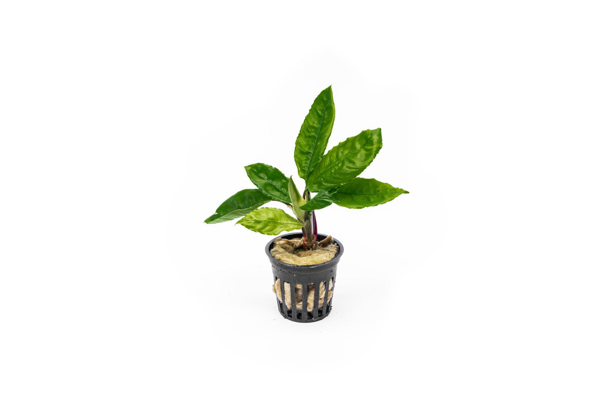 Terrarium Plants