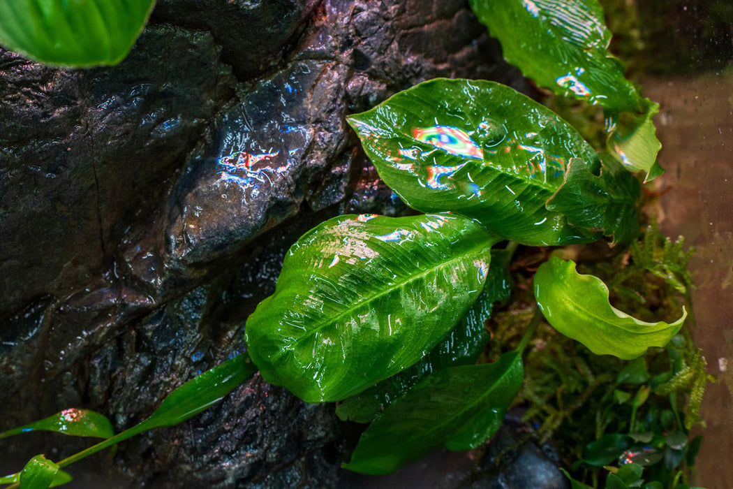 Schismatoglottis Sp. Mamasa