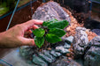 Schismatoglottis Sp. Mamasa