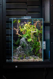 Seiryu Accent Stones Stone - Buce Plant