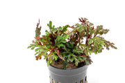 Selaginella Erythropus Ruby Red Club Moss Terrarium Plant - Buce Plant