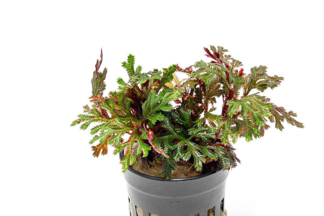 Selaginella Erythropus Ruby Red Club Moss