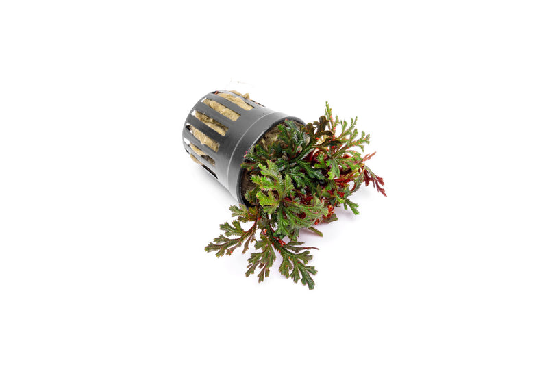 Selaginella Erythropus Ruby Red Club Moss Terrarium Plant - Buce Plant