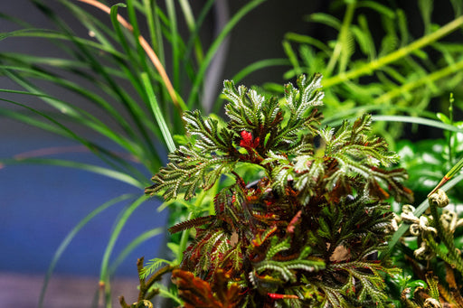 Selaginella Erythropus Ruby Red Club Moss