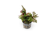 Selaginella Erythropus Ruby Red Club Moss Terrarium Plant - Buce Plant