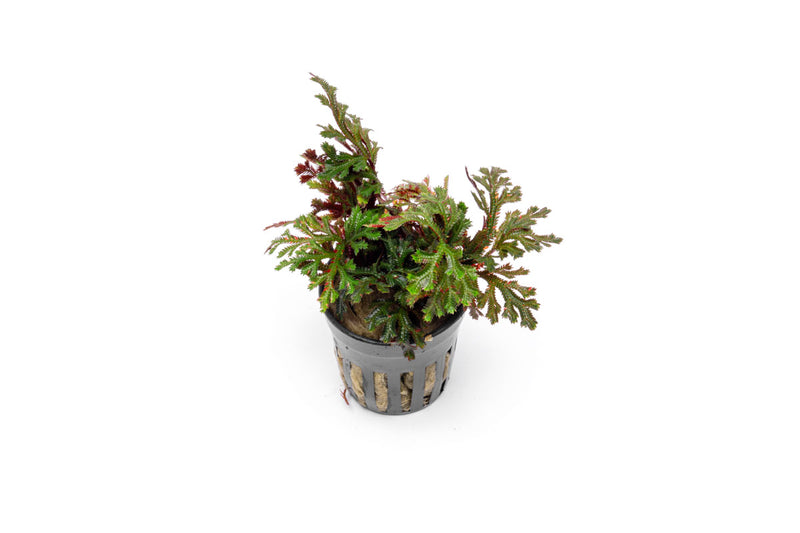 Selaginella Erythropus Ruby Red Club Moss Terrarium Plant - Buce Plant