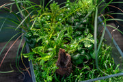 Healthy Selaginella Kraussiana Aurea terrarium plant with vibrant yellow-green foliage, planted in a glass terrarium setting.