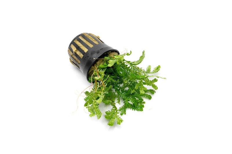 Selaginella Kraussiana Aurea terrarium plant with vibrant yellow-green foliage, displayed in a natural setting.