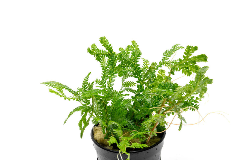 Bright green Selaginella Kraussiana Aurea terrarium plant from CPA, showcasing lush, vibrant foliage in a small, decorative container.