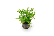 Bright yellow-green Selaginella Kraussiana Aurea terrarium plant by CPA, with lush, feathery foliage perfect for indoor terrariums.
