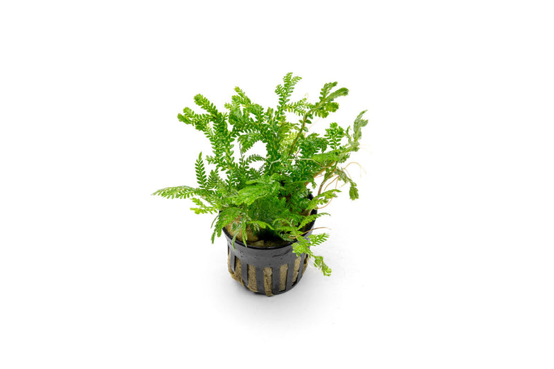 Bright yellow-green Selaginella Kraussiana Aurea terrarium plant by CPA, with lush, feathery foliage perfect for indoor terrariums.