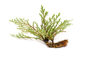 Close-up of BUCE Selaginella Pulvinata terrarium plant with vibrant green, fuzzy, moss-like foliage.