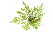 Lush green Selaginella Pulvinata terrarium plant with soft, velvety foliage, displayed in a glass terrarium setting by BUCE.