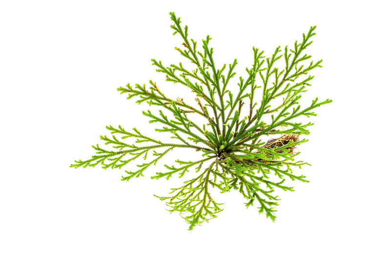Lush green Selaginella Pulvinata terrarium plant with soft, velvety foliage, displayed in a glass terrarium setting by BUCE.