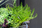 Selaginella Pulvinata terrarium plant with lush green, soft foliage, showcased in a natural setting.