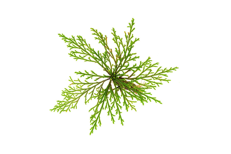Green Selaginella Pulvinata terrarium plant with lush, soft foliage, showcased in a natural setting for BUCE.
