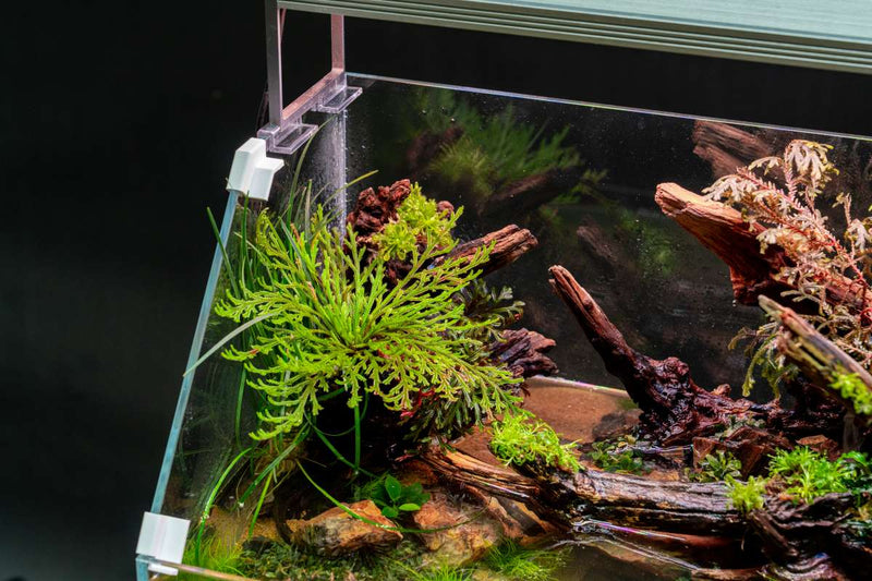 Bright green Selaginella Pulvinata terrarium plant with lush, moss-like foliage, showcased in a close-up shot.