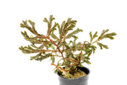Bright green Selaginella sp. Brown terrarium plant with delicate, moss-like foliage in a close-up view.