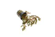 Selaginella sp. Brown terrarium plant with lush, brown-green foliage, showcasing vibrant, dense greenery ideal for indoor terrarium decor.