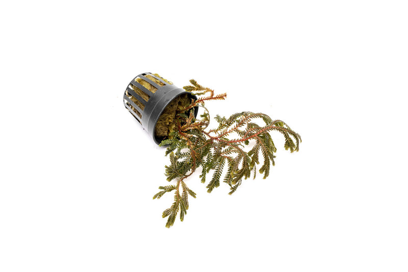Selaginella sp. Brown terrarium plant with lush, brown-green foliage, showcasing vibrant, dense greenery ideal for indoor terrarium decor.