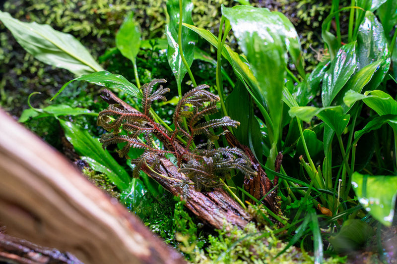 Brown Selaginella sp. terrarium plant by BUCE showing lush, vibrant moss-like foliage in a small glass terrarium setting.
