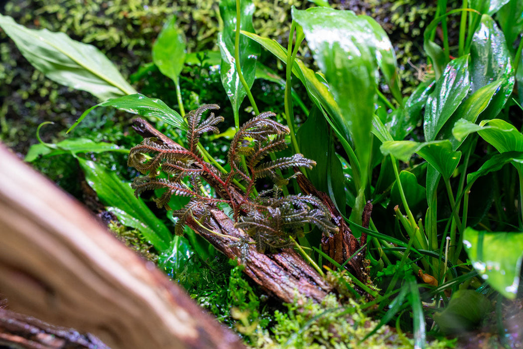 Selaginella sp. Brown