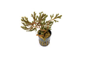 Selaginella sp. Brown terrarium plant from BUCE with lush green and brown foliage, ideal for indoor terrarium decoration.
