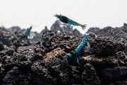 Shadow Black King Kong Mosura shrimp by JA, showing its dark coloration and distinctive body features in a close-up view.