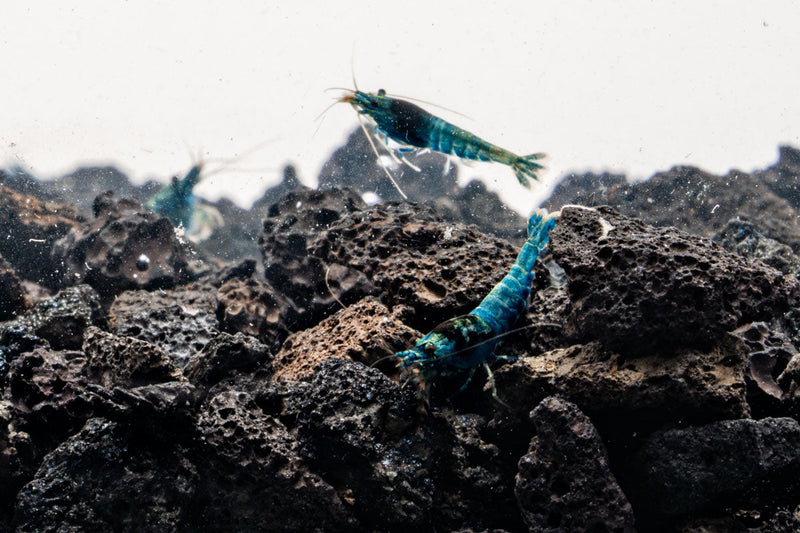 Shadow Black King Kong Mosura shrimp by JA, showing its dark coloration and distinctive body features in a close-up view.