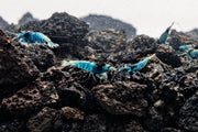 Shadow Black King Kong Mosura shrimp from JA, showcasing vibrant black coloration and detailed body features.