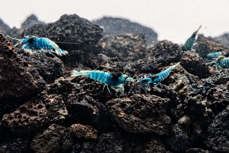 Shadow Black King Kong Mosura shrimp from JA, showcasing vibrant black coloration and detailed body features.