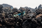 Shadow Black King Kong Mosura shrimp from JA, featuring dark coloration and distinctive markings on a natural aquatic environment.