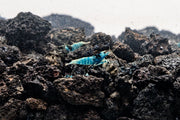 Shadow Black King Kong Mosura shrimp by JA, showcasing vibrant black coloration and detailed shell pattern.