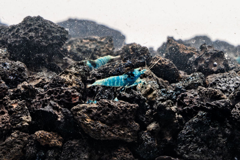 Shadow Black King Kong Mosura shrimp by JA, showcasing vibrant black coloration and detailed shell pattern.