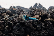 Shadow Black King Kong Mosura shrimp by JA, showcasing its dark coloration and detailed body pattern on a clean background.