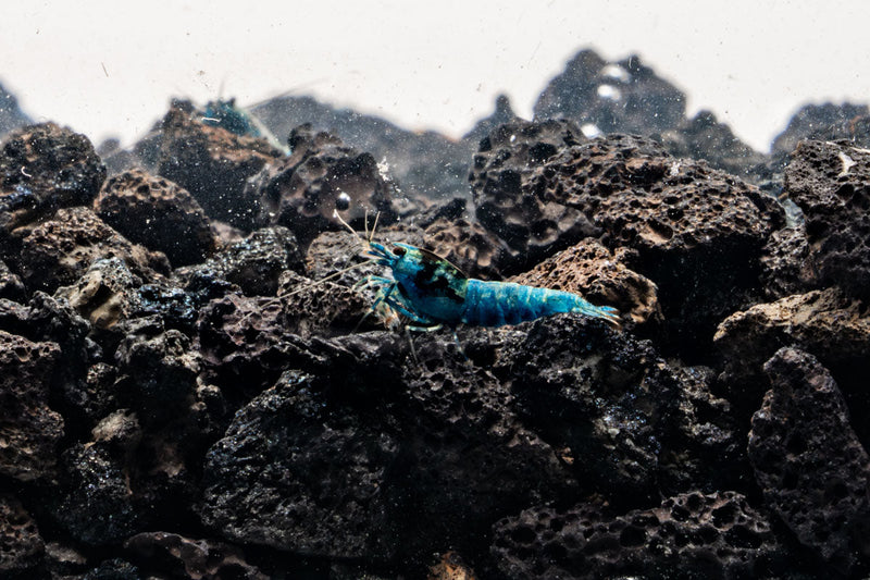 Shadow Black King Kong Mosura shrimp by JA, showcasing its dark coloration and detailed body pattern on a clean background.