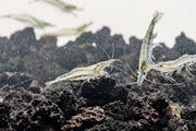 Close-up of a JA Short Nose Shrimp showing its distinctive short nose and vibrant exoskeleton.