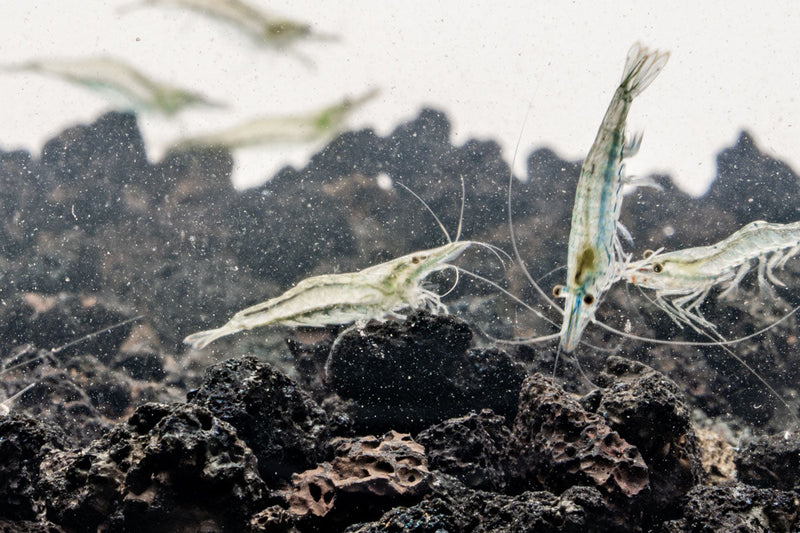 Close-up of a JA Short Nose Shrimp showing its distinctive short nose and vibrant exoskeleton.