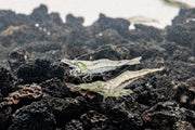 Short Nose Shrimp from JA, showcasing its small size and distinctive short nose, ideal for freshwater aquariums.