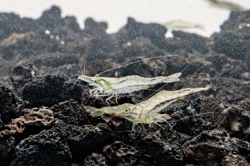 Short Nose Shrimp from JA, showcasing its small size and distinctive short nose, ideal for freshwater aquariums.
