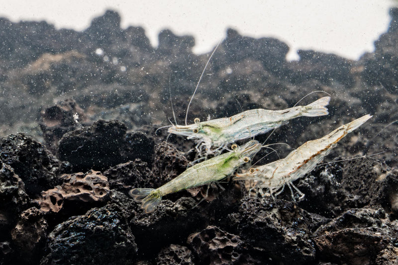 JA Short Nose Shrimp, a small freshwater shrimp with a short nose, shown in a detailed close-up.