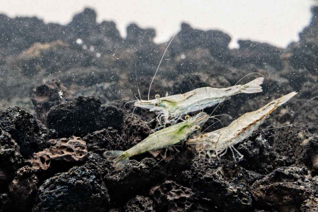 Short Nose Shrimp — Buce Plant - Main Image