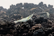 Short Nose Shrimp from JA, showing its distinctive short nose and translucent body, typical of freshwater shrimp species.