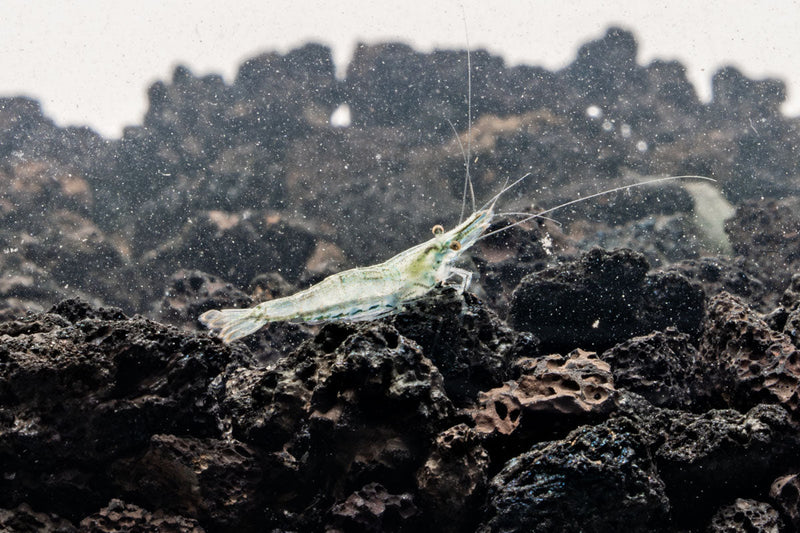 Short Nose Shrimp from JA, showing its distinctive short nose and translucent body, typical of freshwater shrimp species.
