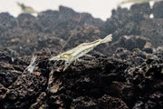 Close-up of a Short Nose Shrimp from the JA brand, showcasing its distinctive short nose and detailed body features.