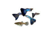 JA Singa Blue Tail Guppies, vibrant freshwater fish with striking blue tails swimming in an aquarium.