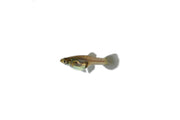 Blue tail guppies from JA, vibrant fish with colorful fins swimming in an aquarium.