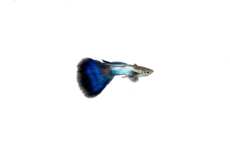 Singa Blue Tail Guppies, vibrant freshwater fish with bright blue tails, swimming in an aquarium.