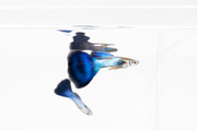 Singa Blue Tail Guppies, vibrant freshwater fish with bright blue tails, swimming in an aquarium.