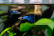 Bright blue-tailed Singa Blue Tail Guppies, freshwater fish from JA, swimming in an aquarium with vibrant colors and aquatic plants.